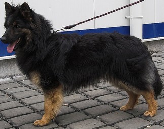 Assgar Draugluin