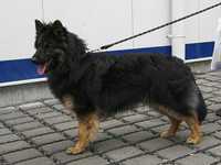 Grand Ch., Ch. Assgar Draugluin